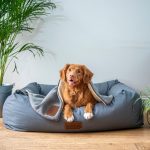 Best Dog Toys And Accesso...
